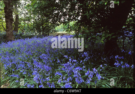 Glockenblumen in Ashdown Forest, Sussex Stockfoto