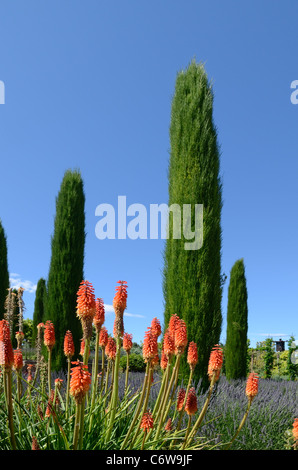 Avenue of Cypress Trees and Red Hot Pokers or Fackel Lillies, Kniphofia uvaria in den Val Joannis Gardens, Luberon, Pertuis, Provence, Frankreich Stockfoto