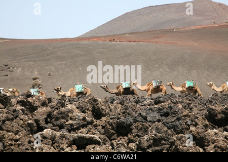 Kamelkarawane auf Lanzarote Stockfoto