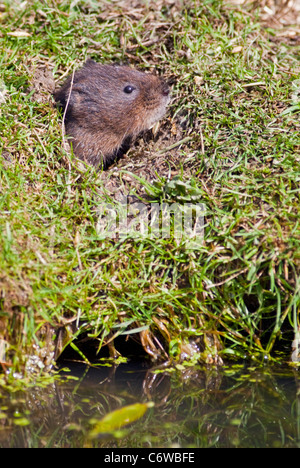 Europäische Wasser-Wühlmaus (Arvicola Amphibius) im Fuchsbau Flussufer Stockfoto