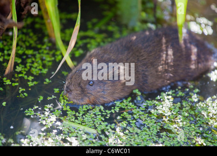 Europäische Wasser-Wühlmaus (Arvicola Amphibius) schwimmen Stockfoto