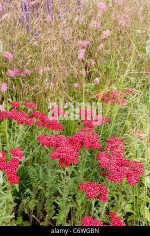 "Gräser mit Grace" Designed by Sue Beesly Bluebell Cottage RHS Flower Show Tatton Park 2011 mit Goldmedaille ausgezeichnet Stockfoto