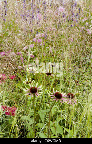 "Gräser mit Grace" Designed by Sue Beesly Bluebell Cottage RHS Flower Show Tatton Park 2011 mit Goldmedaille ausgezeichnet Stockfoto