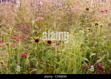 Ein wilder Präriewiesengarten mit Ziergrasgrasen deschampsia stipa und Echinacea achillea sanguisorba Blumen Blume Grenze Sommer UK Stockfoto