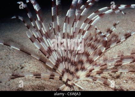 Staubwedel Wurm (Sabellastarte Sanctijosephi) geöffnet und Fütterung auf Plankton. Rotes Meer, Ägypten Stockfoto