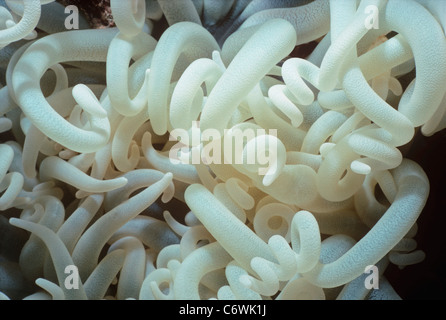 Nahaufnahme der Tentakel des gemeinsamen Seeanemone (Stoichactis Gigas). Rotes Meer, Ägypten Stockfoto