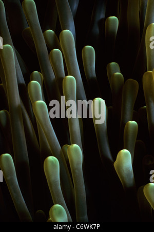 Tentakeln einer riesigen Anemone (Condylactis Gigantea). Palau-Inseln, Mikronesien - westlichen Pazifischen Ozean Stockfoto