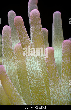 Tentakeln einer riesigen Anemone (Condylactis Gigantea). Grand Turk Island, Karibik Stockfoto