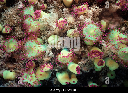 Kolonie von Juwel Anemonen (Corynactis Viridis) zu füttern. Bretagne, Frankreich - Atlantik Stockfoto