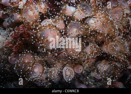 Kolonie von Juwel Anemonen (Corynactis Viridis) zu füttern. Bretagne, Frankreich - Atlantik Stockfoto