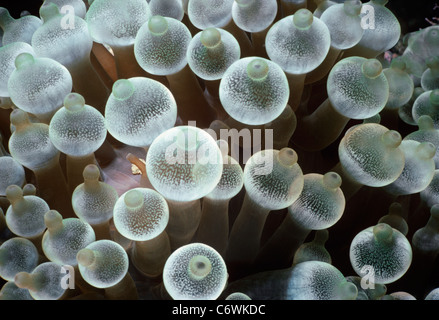 Lampen an Spitze der Tentakel des gemeinsamen Seeanemone (Stoichactis Gigas). Papua-Neu-Guinea, Neubritannien, Kimbe Bay, Bismarck-See Stockfoto