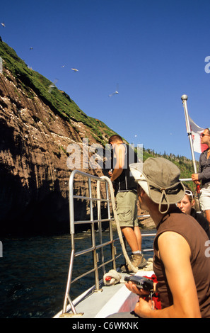 Boneventure Insel, Percé, Halbinsel Gaspèsie, Quebec, Kanada Stockfoto