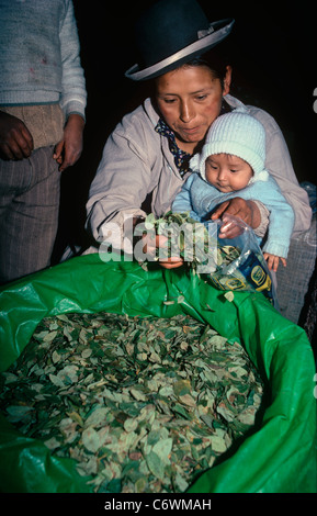 Bolivianischen Bauern verkaufen Koka Blätter in einem Markt. La Paz, Bolivien Stockfoto