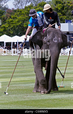 Elefanten-Polo-Spiel-Aktion. Kings Cup 2011. Hua Hin, Thailand, Südostasien Stockfoto