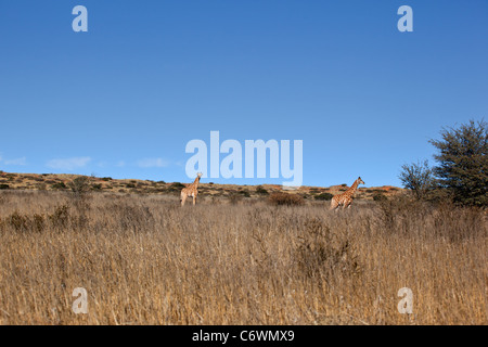 Giraffe im Feld mit blauem Himmel Stockfoto