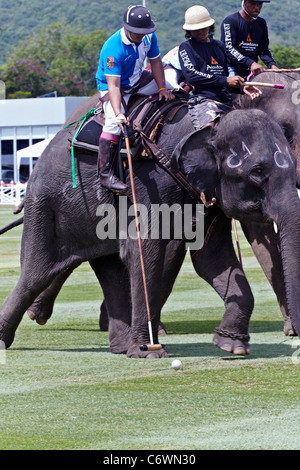 Elefanten-Polo-Spiel-Aktion. Kings Cup 2011. Hua Hin, Thailand, Südostasien Stockfoto