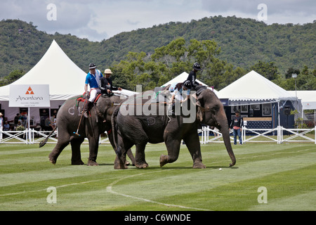 Elefanten-Polo-Spiel-Aktion. Kings Cup 2011. Hua Hin, Thailand, Südostasien Stockfoto