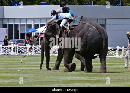 Elefanten-Polo-Spiel-Aktion. Kings Cup 2011. Hua Hin, Thailand, Südostasien Stockfoto