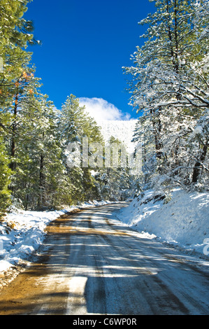 Landstraße 288 auf der Mogollon Hochebene mit starkem Schneefall. Arizona. Stockfoto