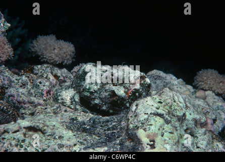 Falscher Steinfisch (Scorpaenopsis Diabolus) getarnt auf Korallenriff Bett. Rotes Meer, Ägypten Stockfoto