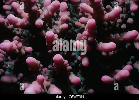 Finger-wie Türme von Stony Coral (Scleractinia). Ägypten, Rotes Meer Stockfoto