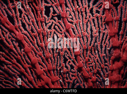 Rote Gorgonien Gorgonien Koralle (Melithaea SP.), Polypen öffnen und ernähren sich von Plankton. Sipadan Island, Borneo, Südchinesisches Meer Stockfoto