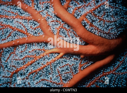 Nahaufnahme der Unterseite und Polypen der riesige Gorgonien Gorgonia Koralle (Supergorgia Mollis), Papua Neu Guinea - Bismarck-See Stockfoto