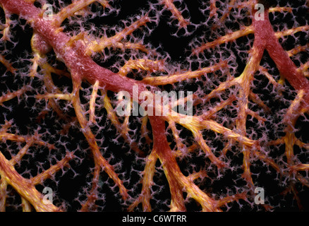 Alcyonarian Koralle mit Polypen öffnen in der Nacht, Kimbe Bay, Papua Neu Guinea - Bismark Meer Stockfoto