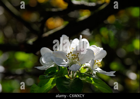 Weiße Apfelblüte im englischen Sommer Stockfoto