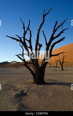 Toten Camelthorn Bäume am Deadvlei, eines der markantesten Täler im Sossusvlei in Namibia, heben sich von den roten Dünen. Stockfoto