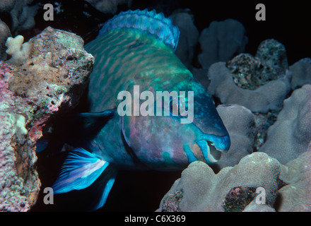 Rusty Parrotfish (Scarus Ferrugineus) ernähren sich von Korallen - Rotes Meer Stockfoto