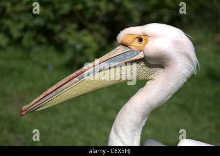 Leiter des weißen Pelikan Stockfoto