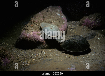 Pfeilschwanzkrebse (Limulus Polyphemus) immer bereit, paaren sich bei Vollmond, Cape Cod, New England, Nord-Atlantik Stockfoto