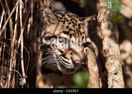 Nebelparder Stockfoto