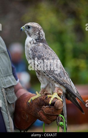 Captive Sakerfalken gehockt Handschuh 119948 Bird zeigen Stockfoto