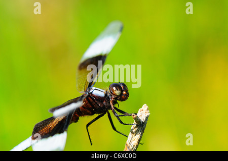 Witwe Skimmer (männlichen) ruht auf einem Zweig. Stockfoto