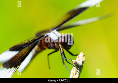 Witwe Skimmer (männlichen) ruht auf einem Zweig. Stockfoto