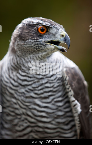 Captive Wanderfalke Closeup Kopf gehockt Handschuh 119986 Bird zeigen Stockfoto