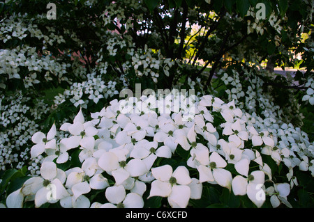 Glied der Baum voller Blumen Hartriegel (Cornus Kousa) Stockfoto