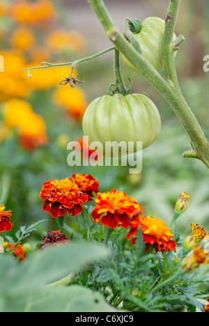 Mischkultur von Tomaten & Ringelblumen. Stockfoto