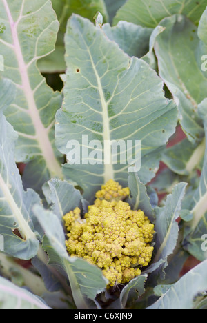 Eine organische Romanesc Brokkoli Blume wächst auf einer Zuteilung. Stockfoto