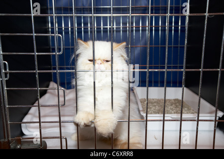 kleine weiße Perser Tabby Colourpoint Kitten Katze im Käfig bei Katzenausstellung in Großbritannien Stockfoto