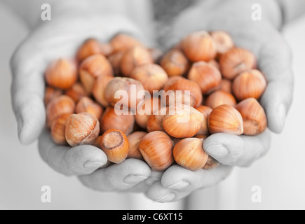 Haselnüsse in Händen der Seniorin. Flachen DOF, Fokus auf Fingerspitzen und vorderen Muttern. Stockfoto