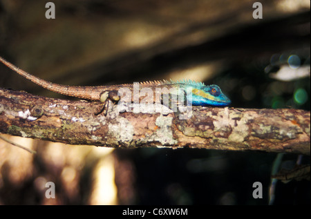 Chamäleon im Cat Tien Nationalpark, Süd-Vietnam Stockfoto