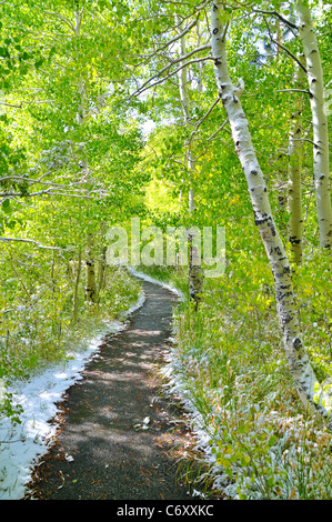 Trail durch einen Wald von Espen nach Neuschnee in der Nähe von June Lake, Kalifornien in der östlichen Sierra Stockfoto