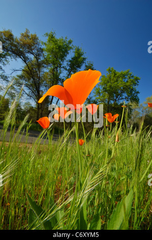 Orange Mohn, einer gemeinsamen Wildblumen in Kalifornien Stockfoto