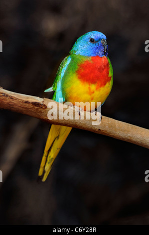 Der scharlachrote oder Scarlet-breasted Papagei 'Neophema Pulchella' Stockfoto