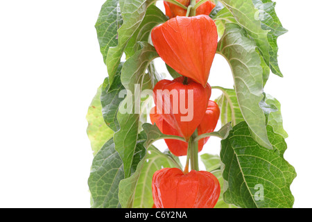 Nahaufnahme, leuchtend orangefarbene Lampions (Physalis Alkekengi) Stockfoto