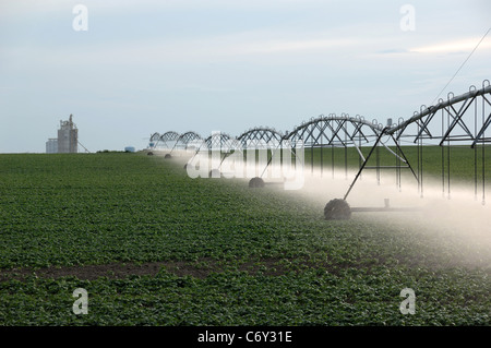 Landwirtschaftlicher Haupterwerbsbetrieb Bewässerung Sprayer Besprühen der Pflanzen mit Wasser. Getreidesilo im Hintergrund. Stockfoto