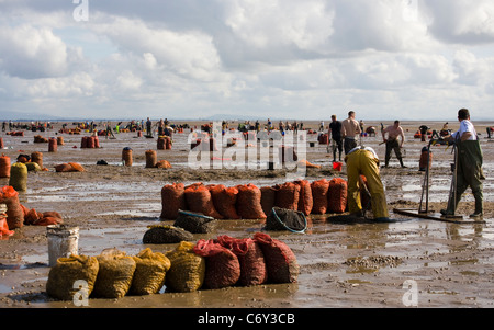 Beach Cocklers bei Ebbe auf Sandflächen in Marshside zu Beginn der Cockle-Ernte-Saison. Lizenzierte Handversammlung in Southport, Merseyside, Großbritannien Stockfoto